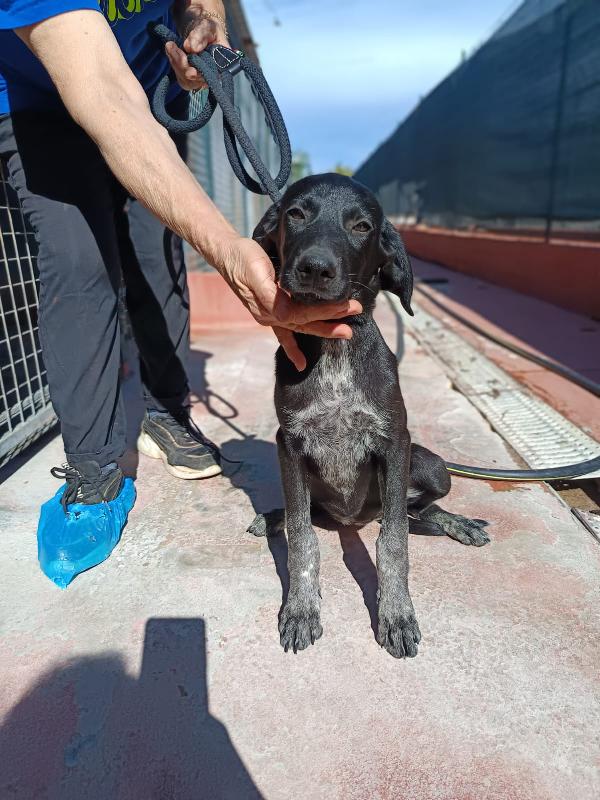 Grace mix segugio 4 mesi Foto 4